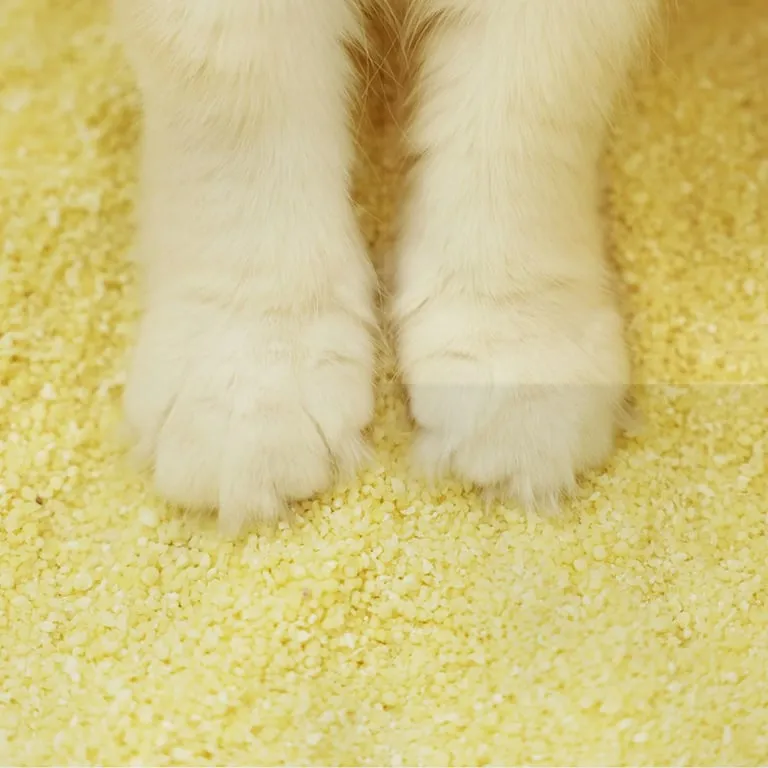 고양이가 깨끗한 고양이 화장실 옆에서 편안하게 쉬는 모습